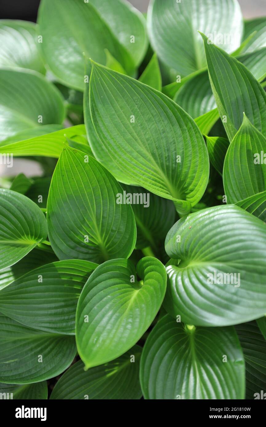 Lucida di medie dimensioni Hosta Devon Green cresce in un giardino nel mese di aprile Foto Stock