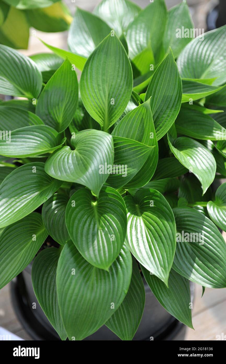 Lucida di medie dimensioni Hosta Devon Green cresce in un giardino nel mese di aprile Foto Stock