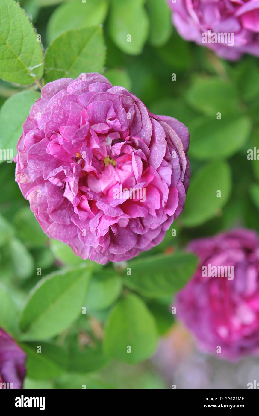 Rosa Provins (Rosa gallica) Cosimo Ridolfi fiorisce in un giardino nel mese di giugno Foto Stock