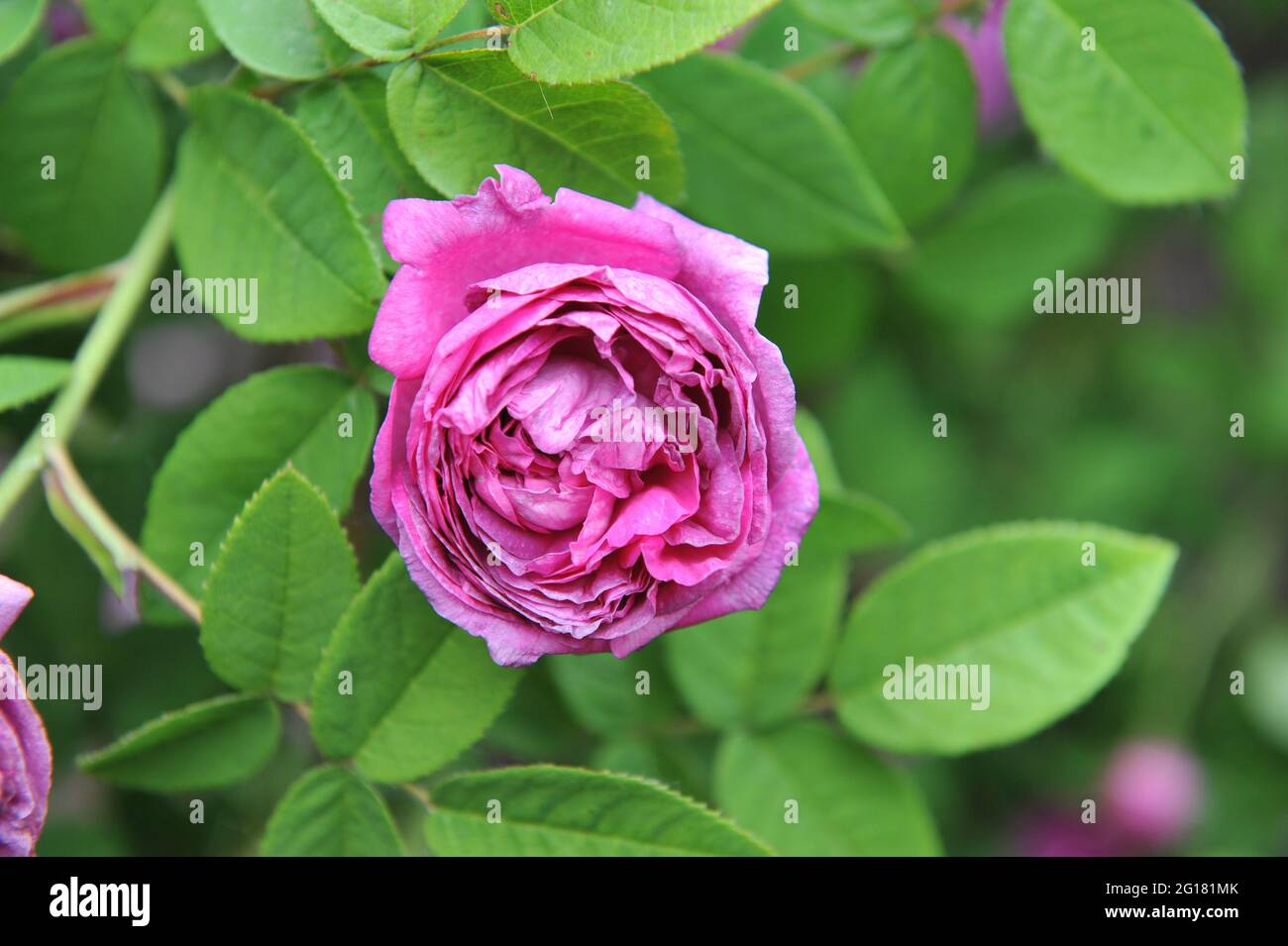 Rosa Provins (Rosa gallica) Cosimo Ridolfi fiorisce in un giardino nel mese di giugno Foto Stock