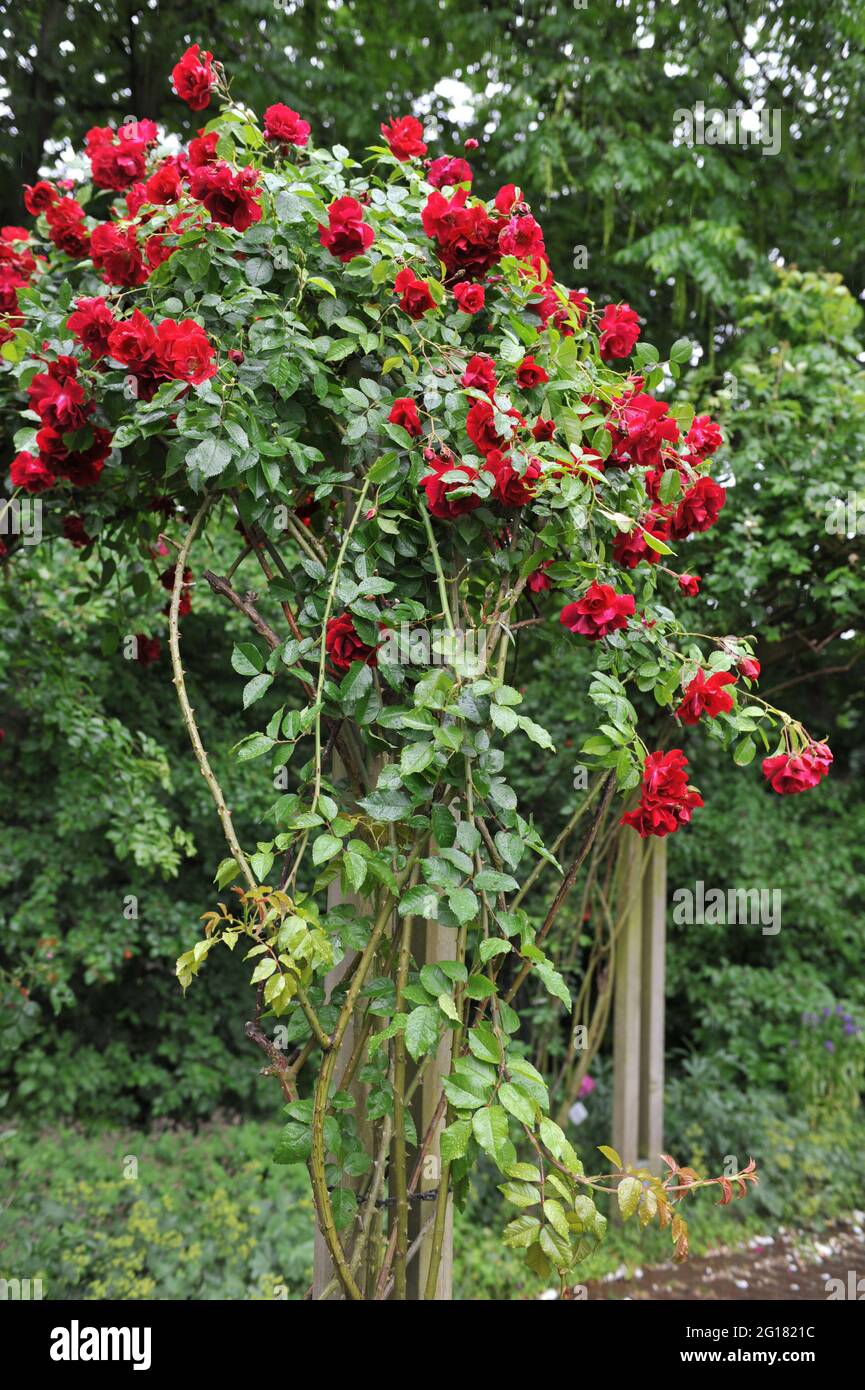 Rosso scuro Rosa di arrampicata del tè ibrido (Rosa) Crimson Conquest fiorisce su un pergolato di legno in un giardino nel mese di giugno Foto Stock