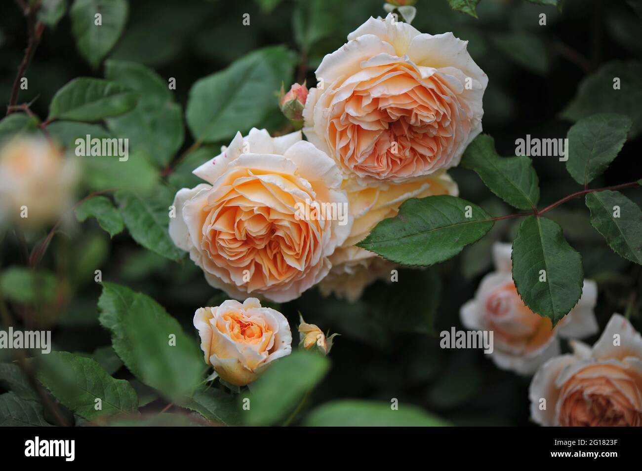 Rosa arbusto inglese giallo albicocca (Rosa) la principessa Margareta fiorisce in un giardino nel mese di giugno Foto Stock