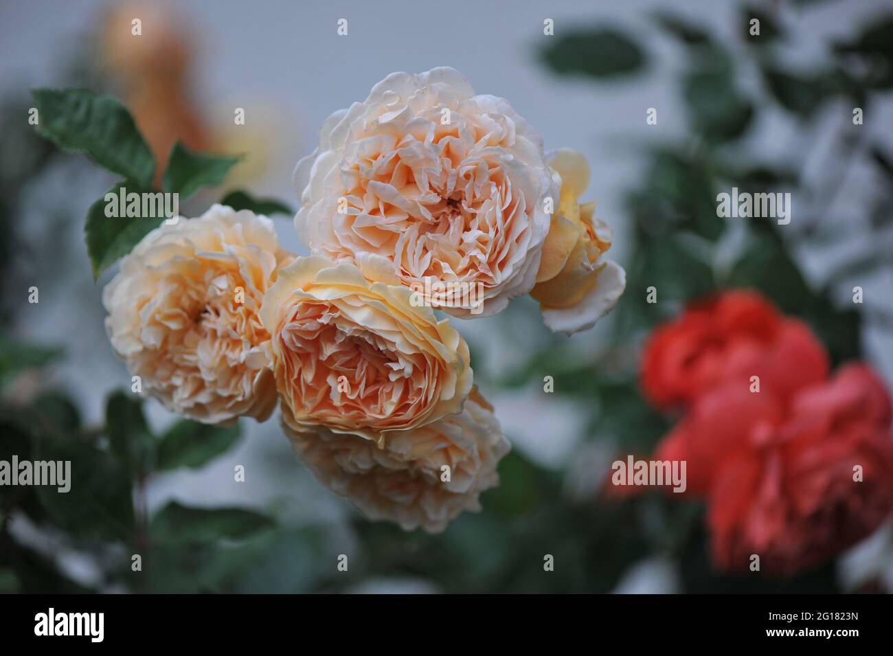Rosa arbusto inglese giallo albicocca (Rosa) la principessa Margareta fiorisce in un giardino nel mese di giugno Foto Stock
