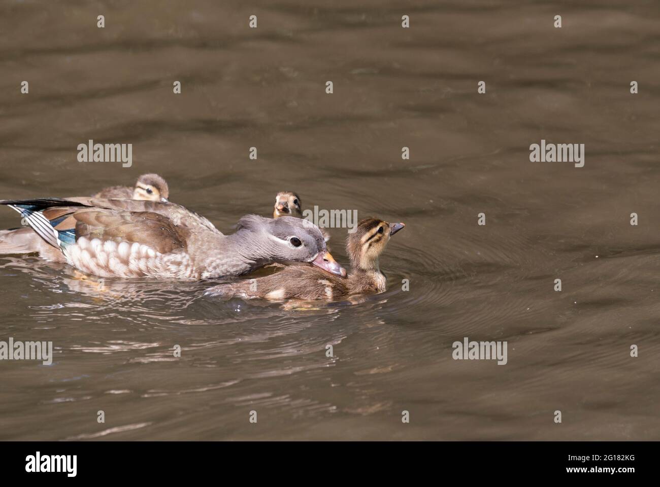 Famiglia Mandarin Duck (Aix galericulata) Foto Stock