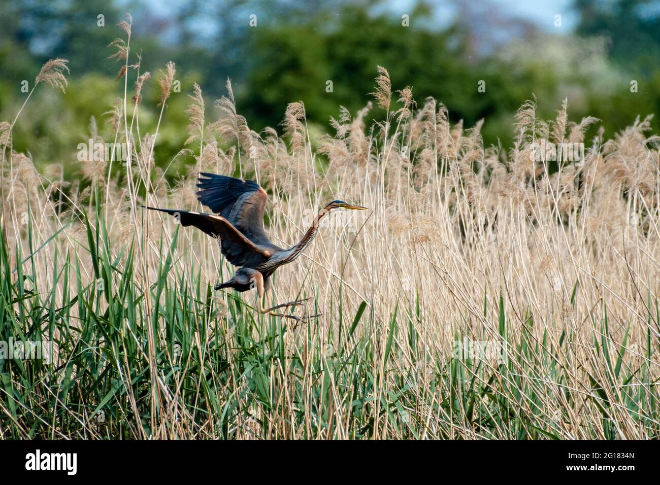 airone viola, ardea purpurea atterraggio Foto Stock