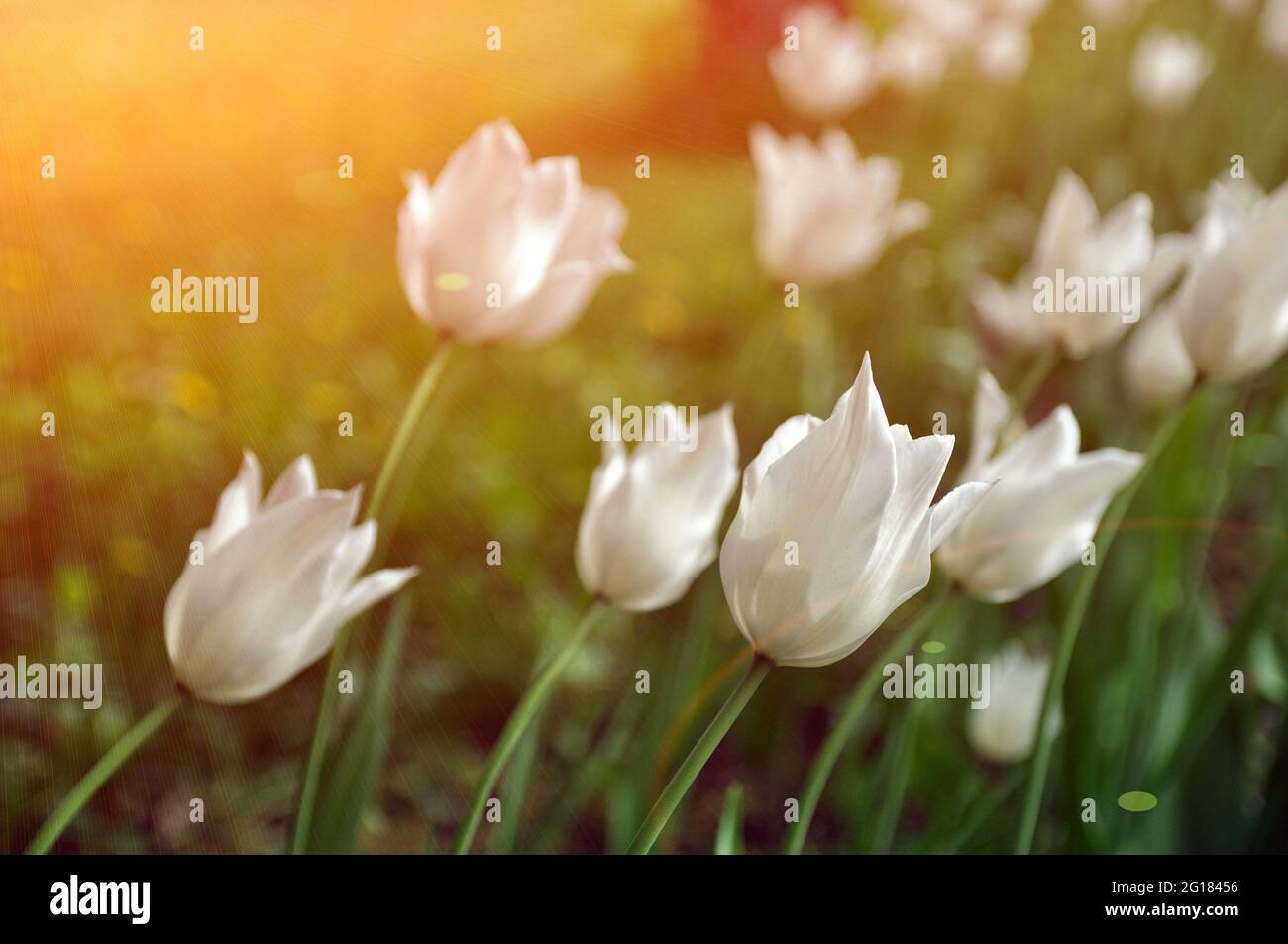 Tulipano bianco fiori. Tulipani che fioriscono nel campo. Foto Stock