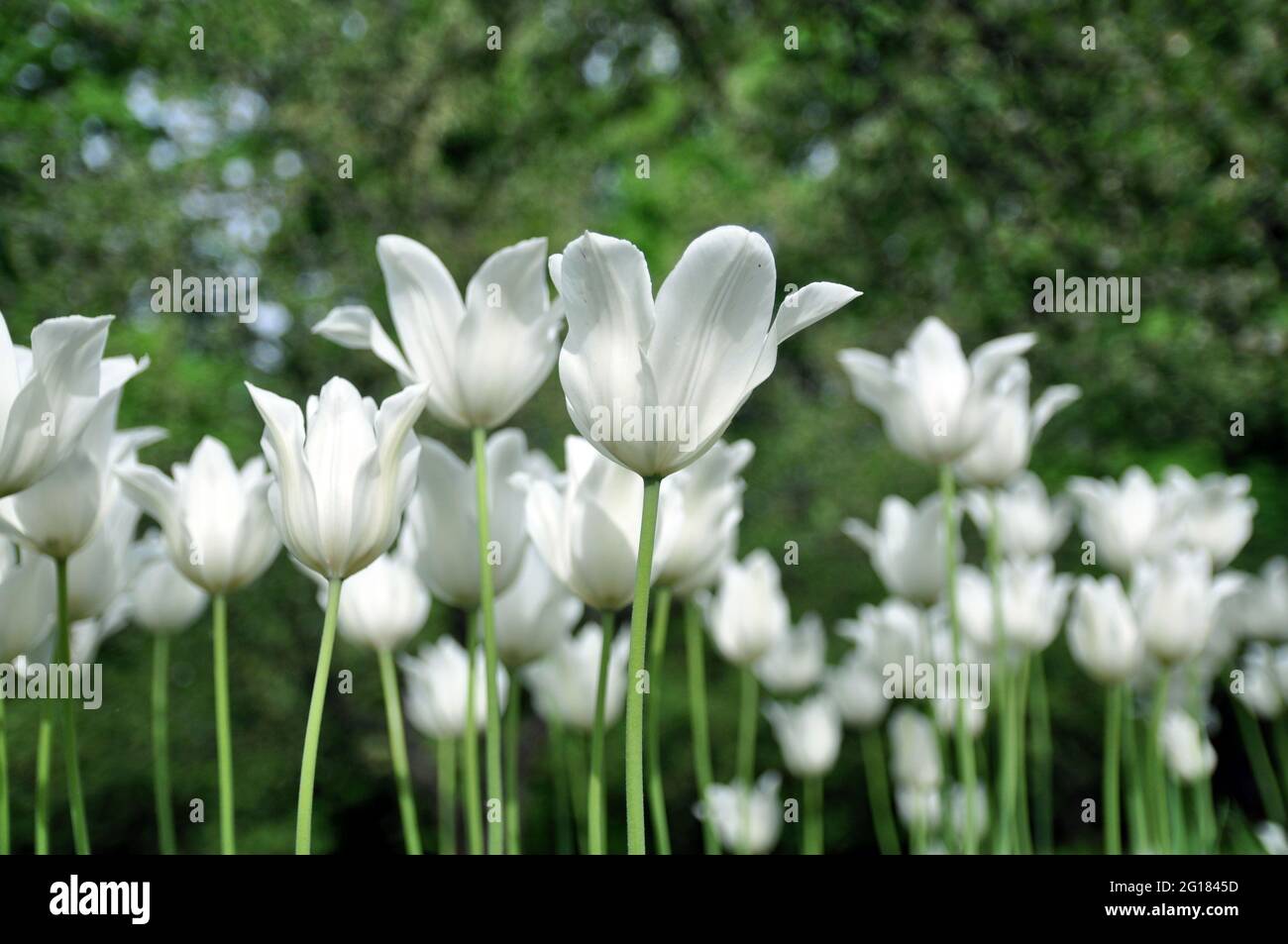 Tulipano bianco fiori. Tulipani che fioriscono nel campo. Foto Stock