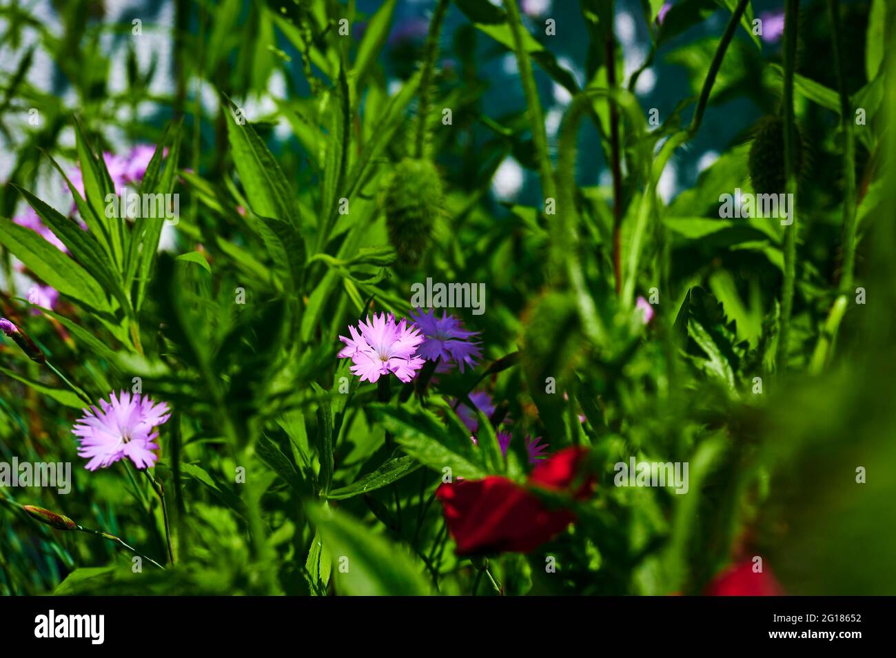Macro shot di una garofano rosa (Dianthus caryophyllus) al sole. Foto Stock