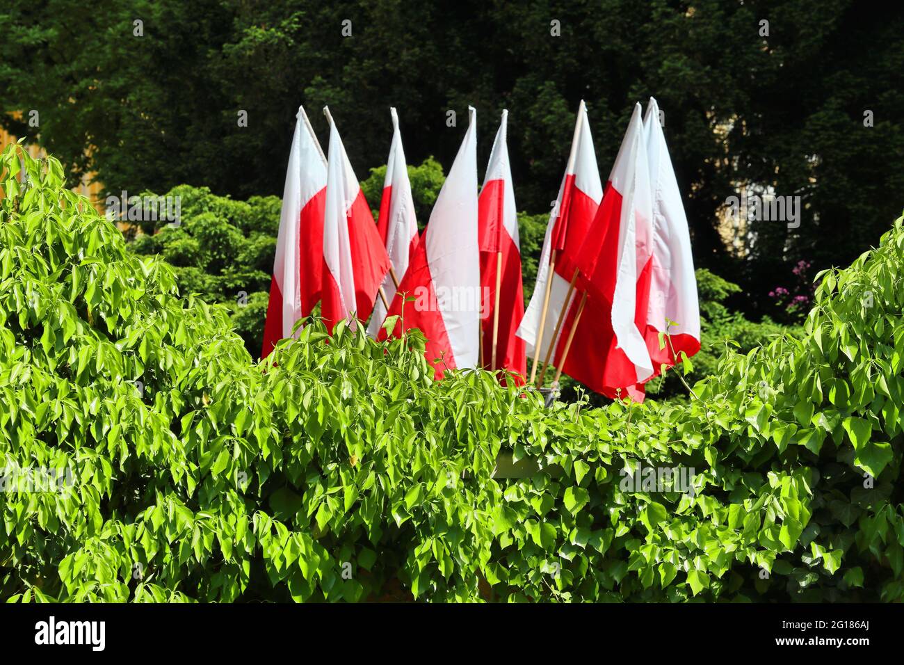 Bandiere polacche. Foto Stock