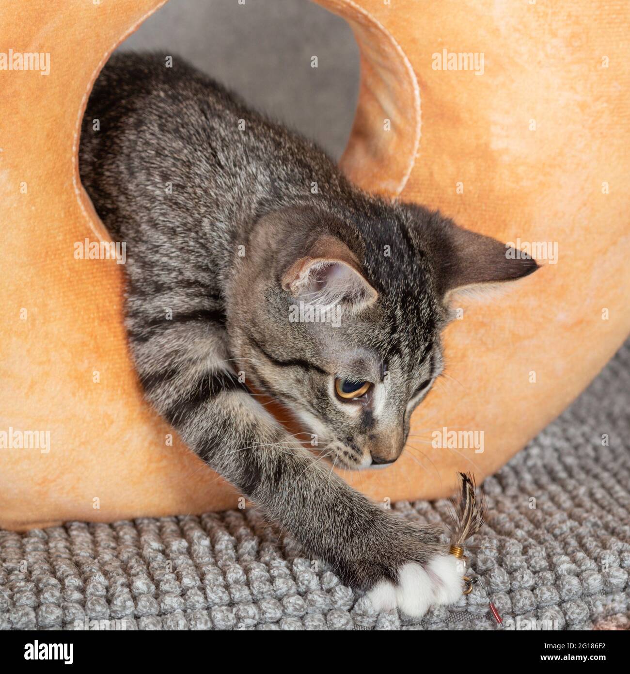 Un gattino mongrel a righe gioca con un cuscino arancione con un buco nel mezzo. Gioco divertente su sfondo grigio, primo piano, messa a fuoco selettiva Foto Stock