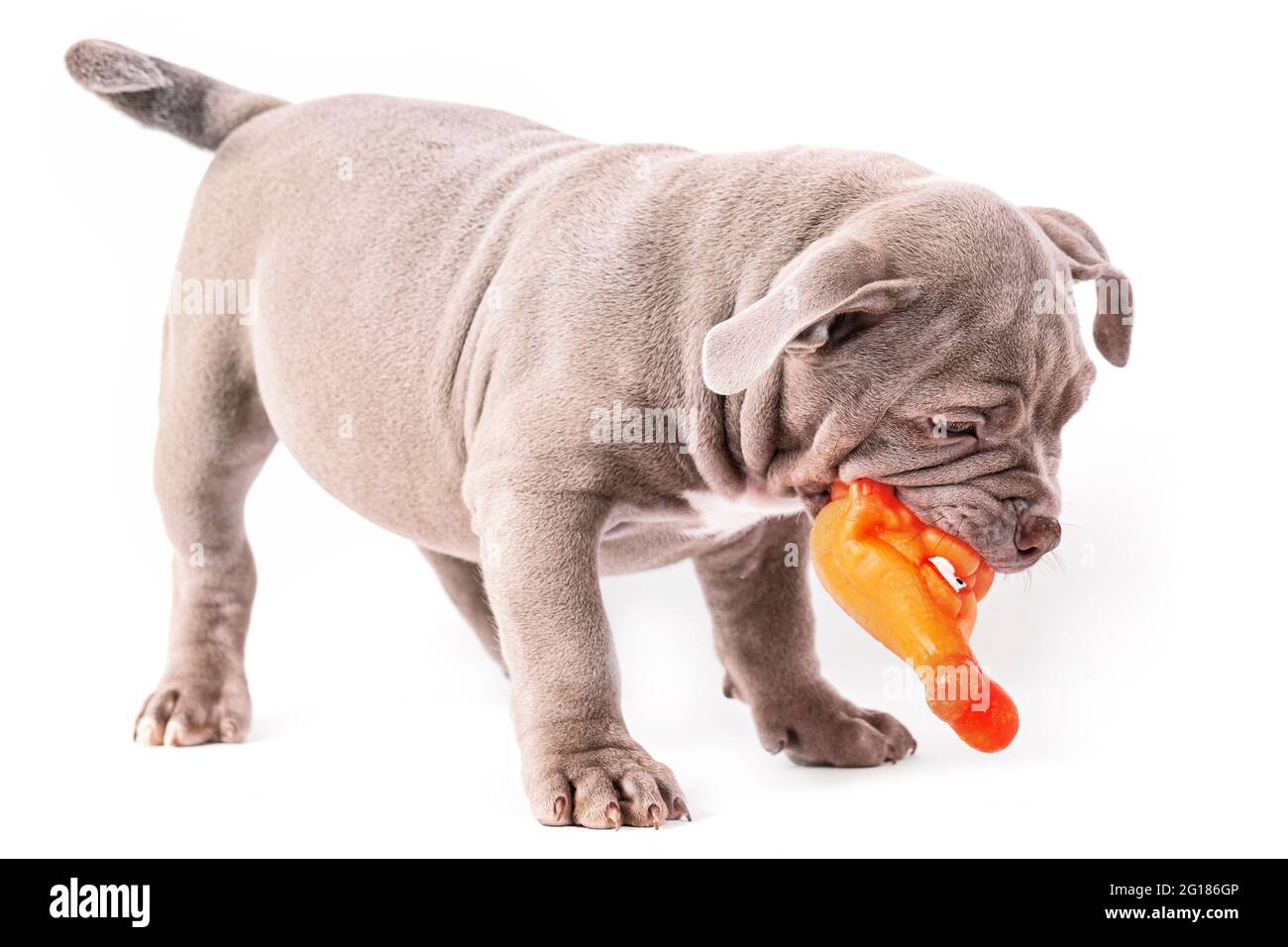 Un cucciolo americano Bully di colore viola gioca con un giocattolo di plastica. Isolato su sfondo bianco Foto Stock