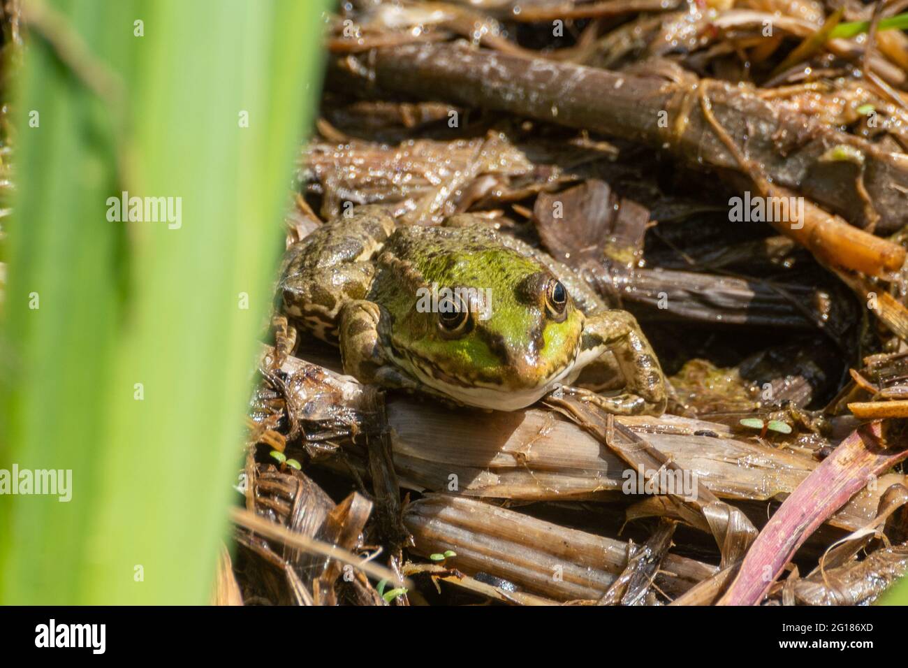 Rana di palude (Pelophylax ridibundus) sul canale di Basingstoke nell'Hampshire, una specie non nativa di rana acquatica nel Regno Unito Foto Stock