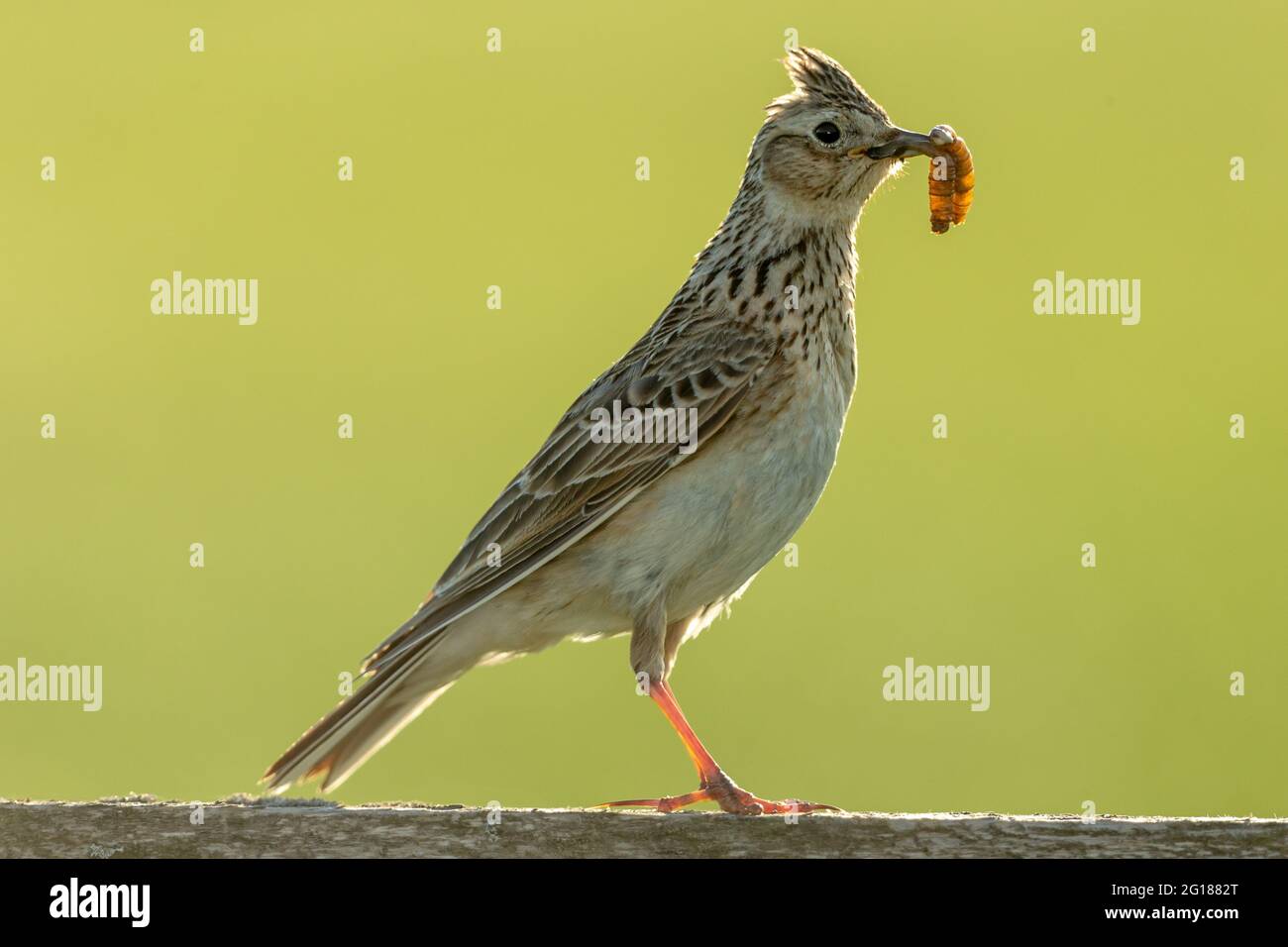Skylark che si nuce in una serata estiva. Rivolto a destra con i granchi in becco. Nome scientifico: Alauda arvensis. Immagine retroilluminata e sfondo pulito. Spazio Foto Stock
