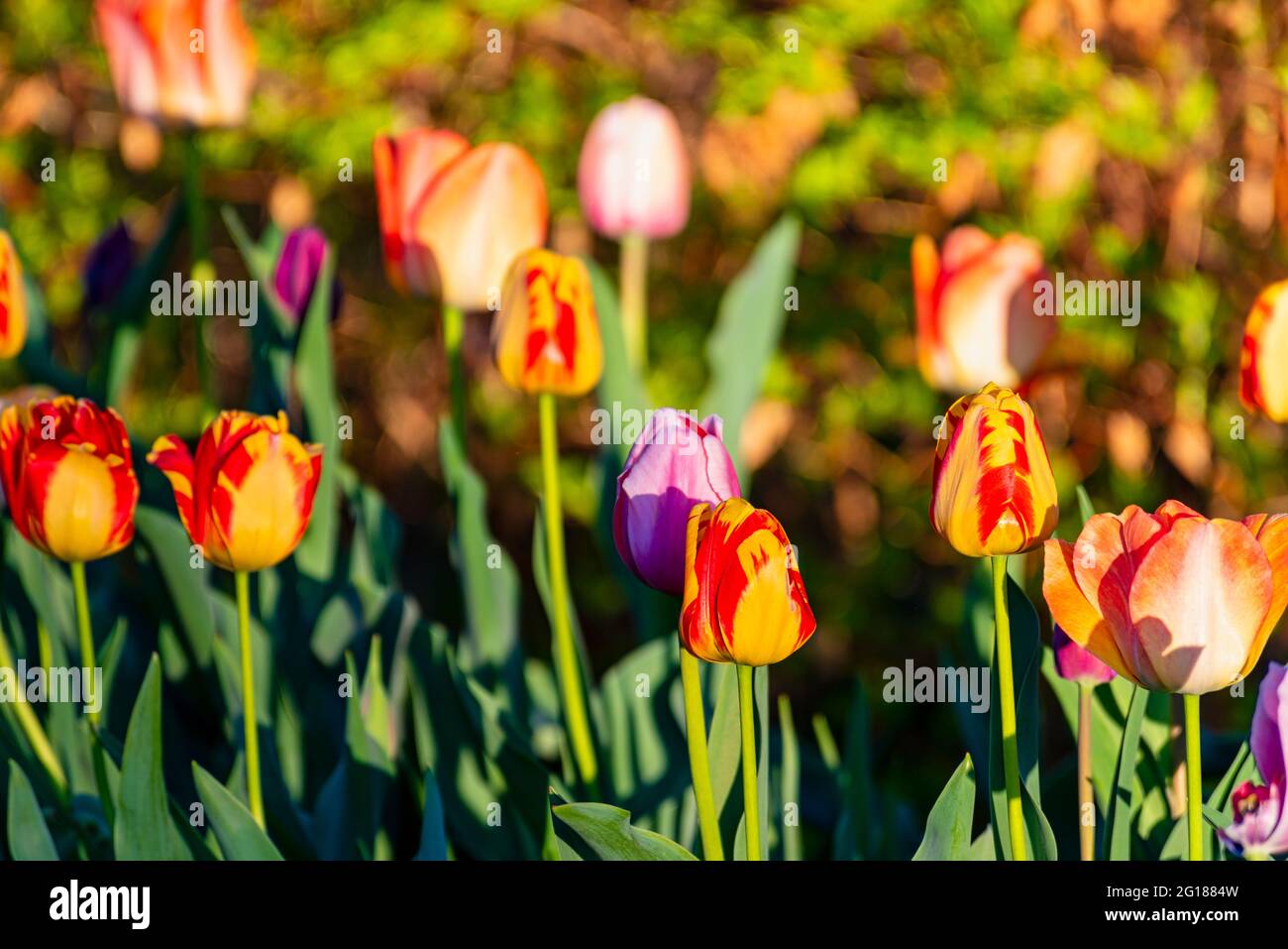 Tulipani selvatici nelle tonalità rosso, giallo, viola e rosa Foto Stock