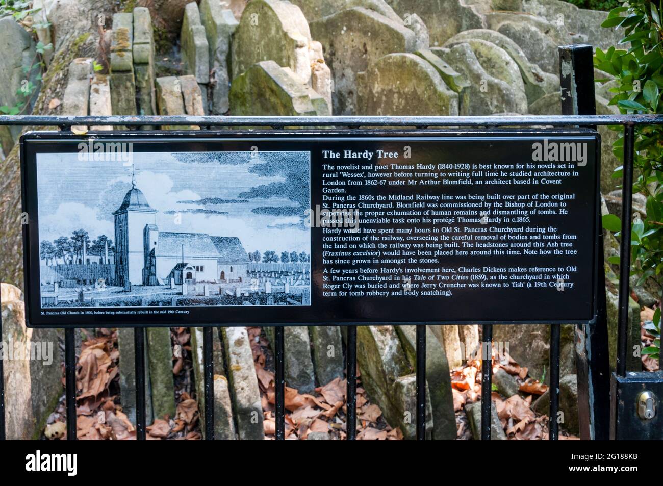 Pannello informativo di fronte al Hardy Tree nel vecchio cimitero di St Pancras. Lapidi mosse da Thomas Hardy quando un geometra nel diciannovesimo secolo. Foto Stock