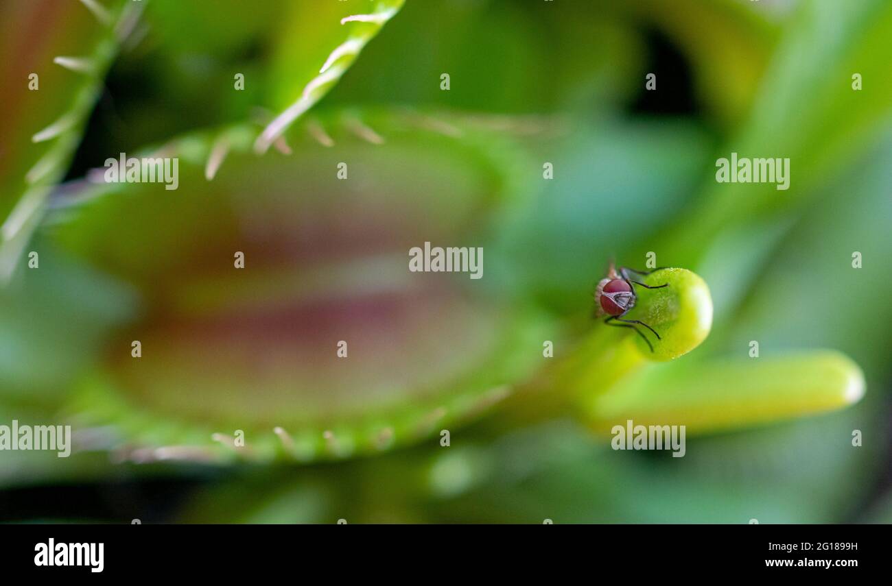 Un'immagine macro di una casa comune volare giocando un gioco pericoloso che si riposa su una pianta flytrap Venus Foto Stock