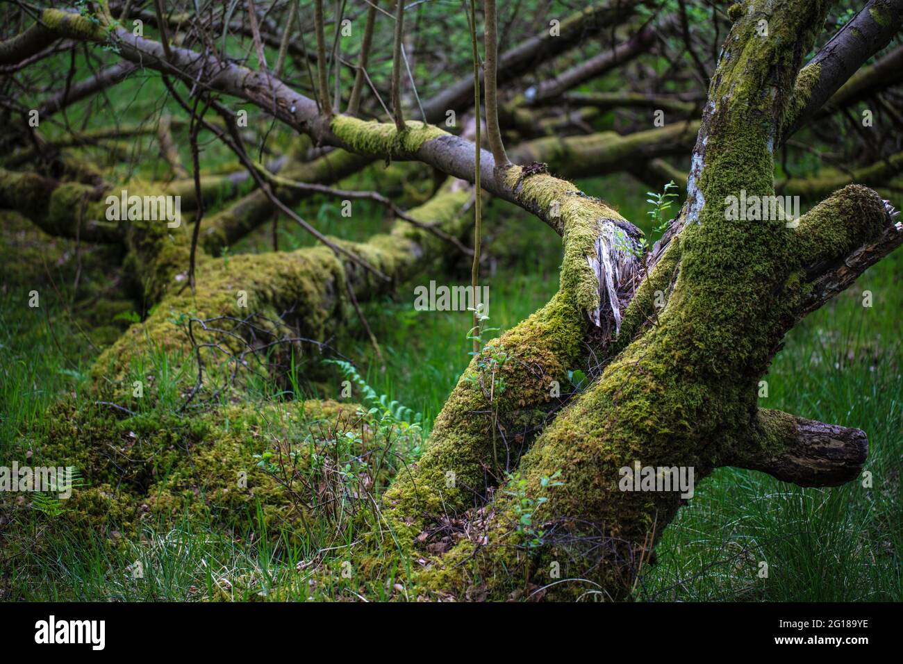 Little Druim Wood si trova vicino a Lendrick, Stirling, Scozia, Regno Unito, FK17 8HR. Foto Stock