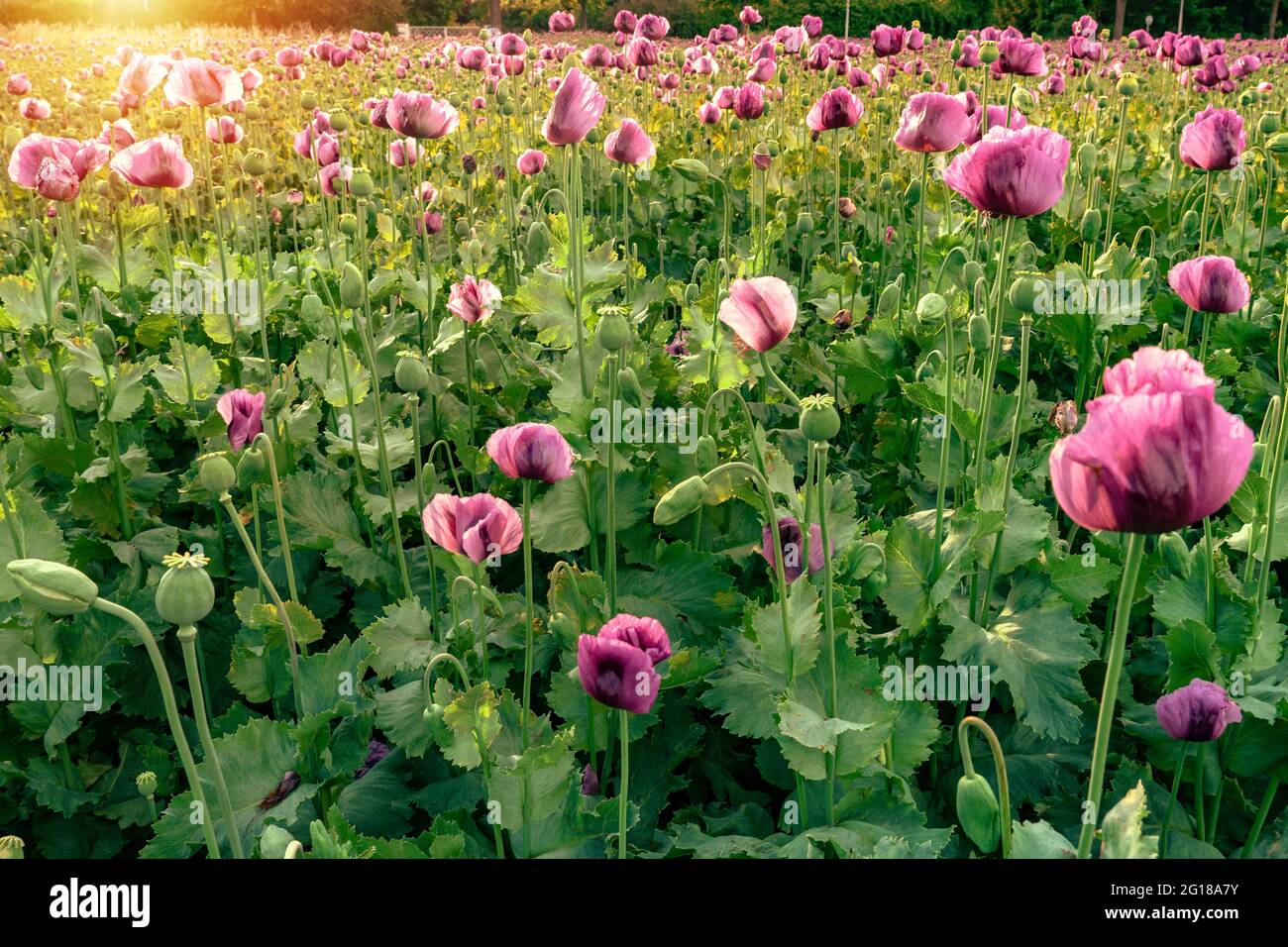 Bello viola papavero papaver campo somniferum al tramonto . Foto Stock