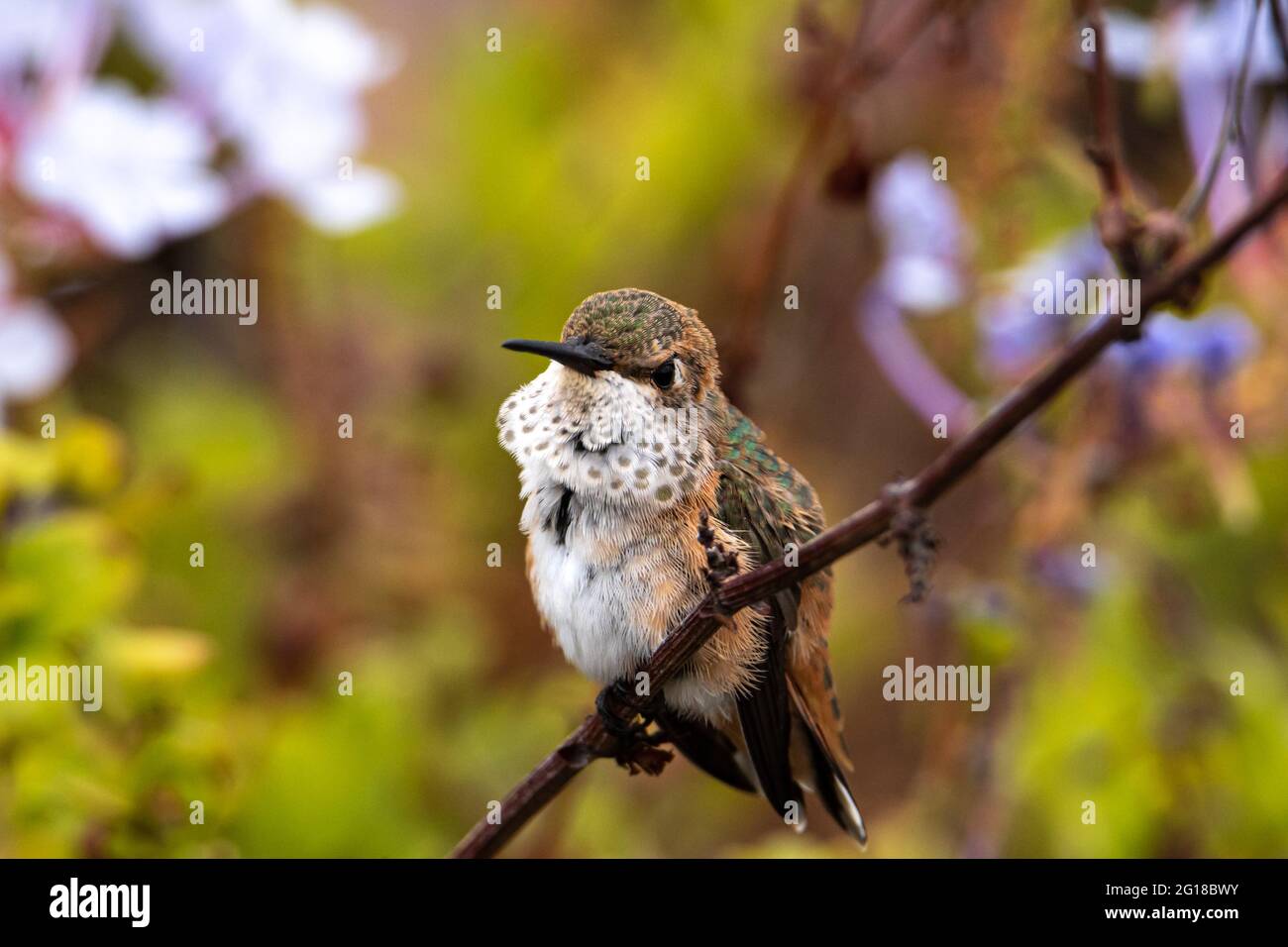 Closeup di Hummingbird (Calypte anna) giovane Anna arroccato sulla filiale a Laguna Beach, California. Fiori e arbusti verdi sullo sfondo. Foto Stock