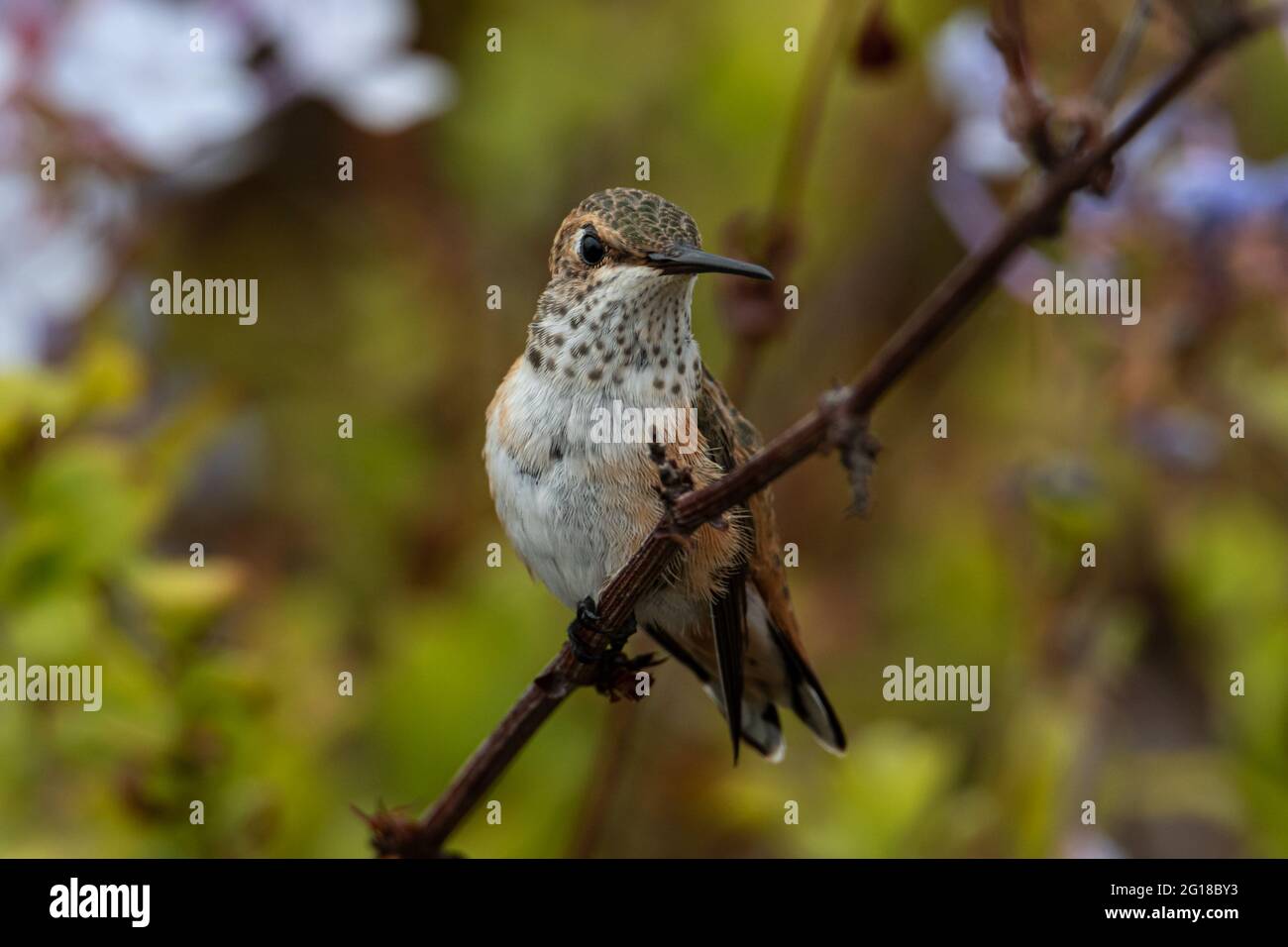 Closeup di Hummingbird (Calypte anna) giovane Anna arroccato sulla filiale a Laguna Beach, California. Fiori e arbusti verdi sullo sfondo. Foto Stock