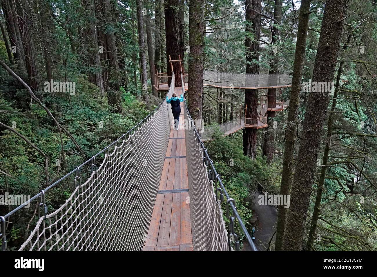 Una vista di una persona sulla Canopy Walk, un sistema di passerella attraverso il baldacchino di enormi alberi di sequoie negli alberi di Mystery attrazione a nord Foto Stock