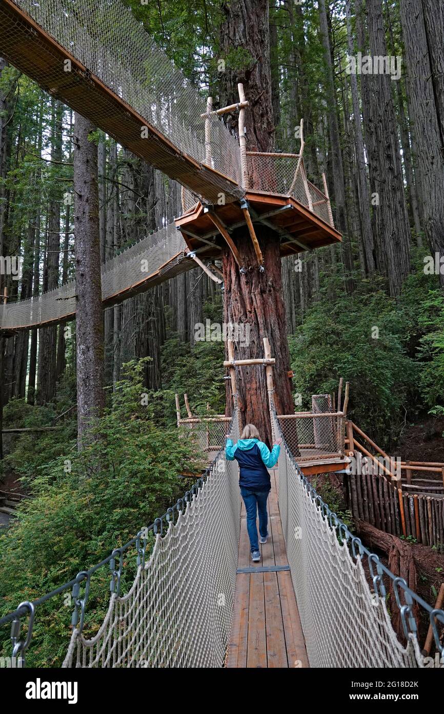 Una vista di una persona sulla Canopy Walk, un sistema di passerella attraverso il baldacchino di enormi alberi di sequoie negli alberi di Mystery attrazione a nord Foto Stock