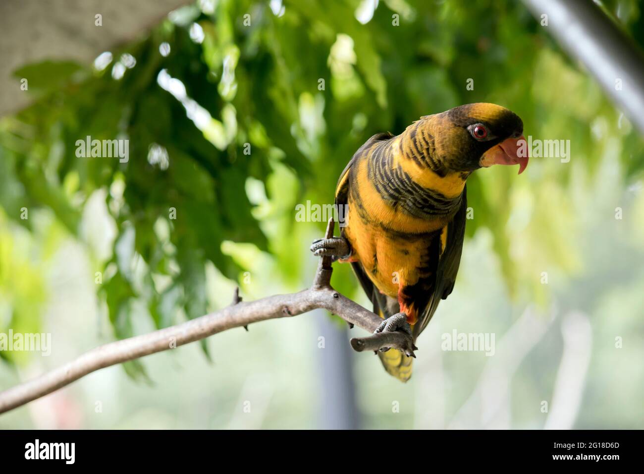 il sanguinoso lory è nero e oro con un becco d'arancia Foto Stock