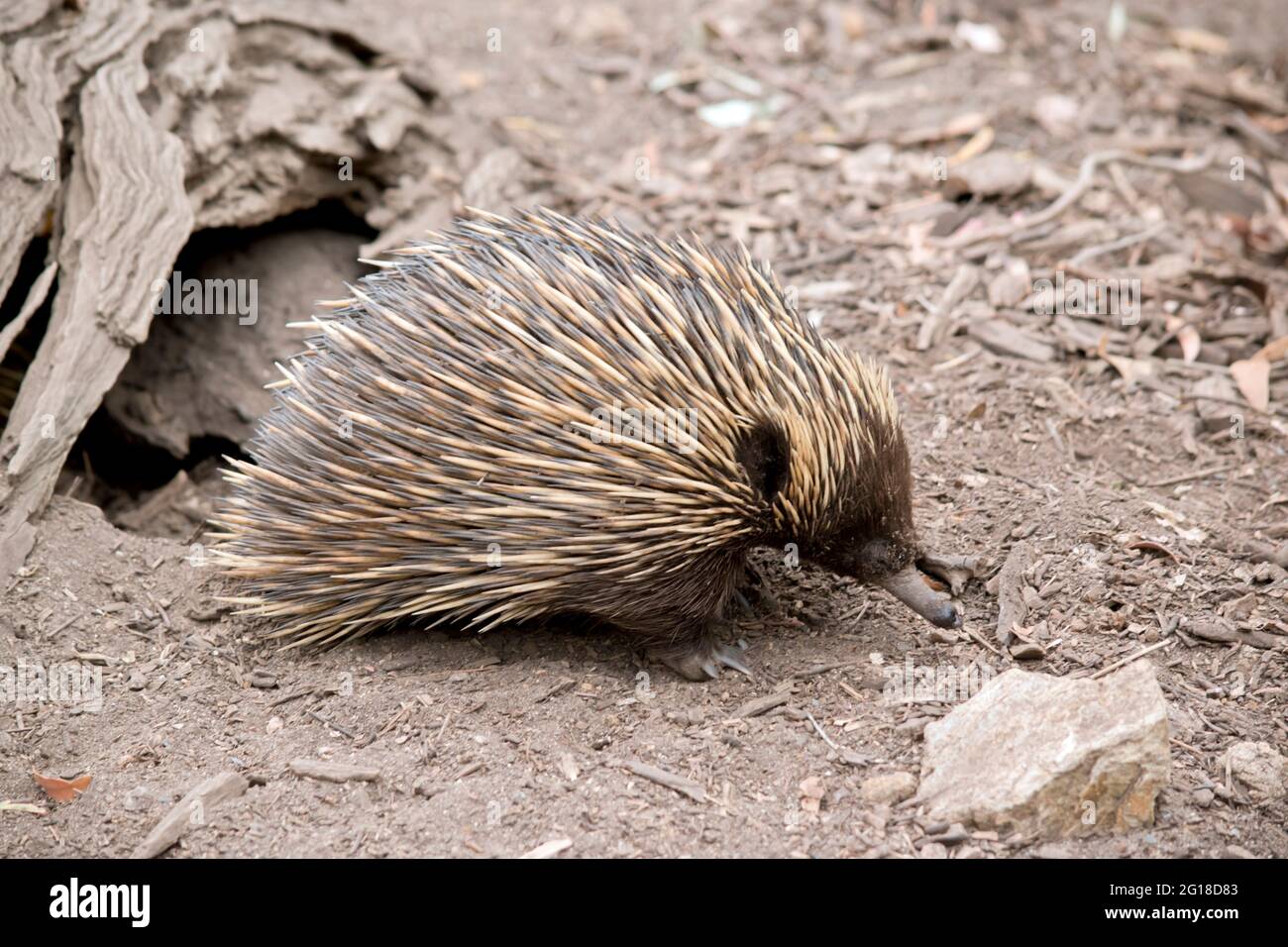 l'echidna è un marsupiale marrone con punte per la potezione Foto Stock