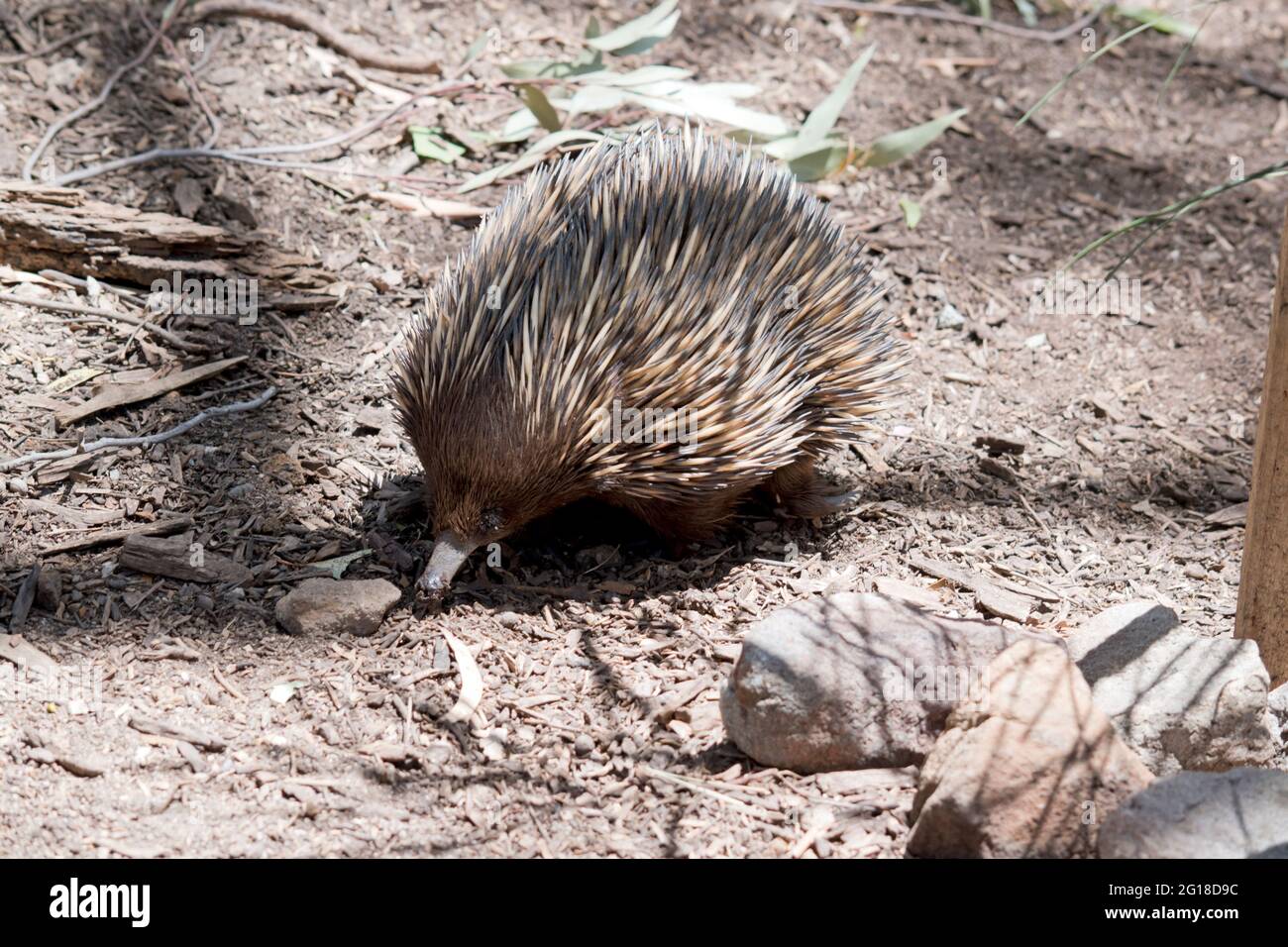 L'echidna australiana è simile a un mangiatore di formiche americano. Ha punte marrone scuro e marrone chiaro per la protezione Foto Stock