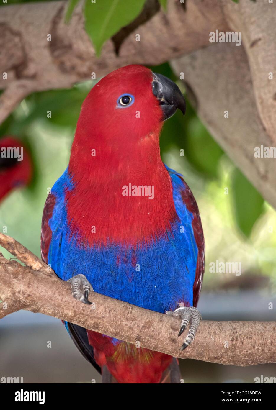 La femmina pappagallo eclectus è di colore rosso e blu Foto stock - Alamy