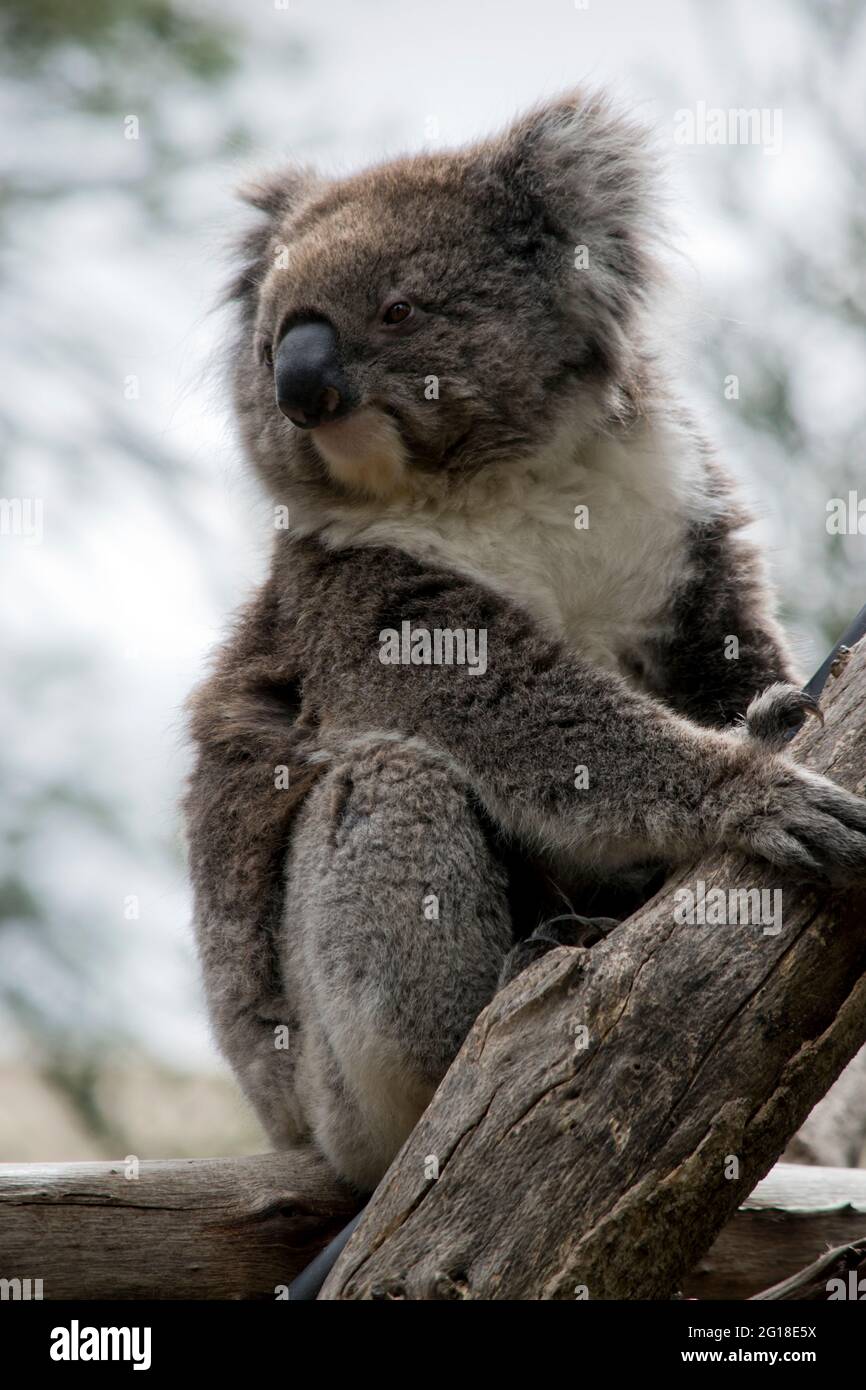 il koala è un marsupiale carino, con orecchie bianche e petto e un grande naso nero Foto Stock