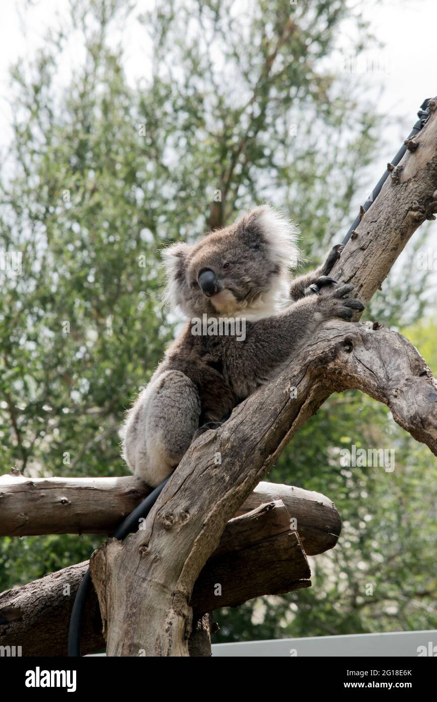 il koala è un marsupiale carino, con orecchie bianche e petto e un grande naso nero Foto Stock