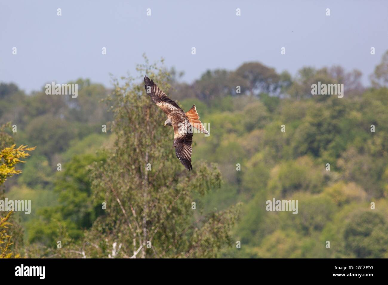 Henley-on-Thames, Oxfordshire: I aquiloni rossi sono una vista comune, girando sopra la città. Dalla loro reintroduzione nella regione nel 1989 i aquiloni hanno Foto Stock