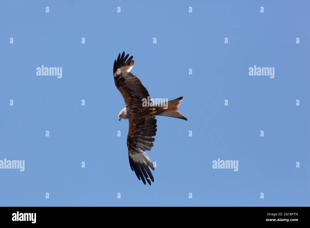 Henley-on-Thames, Oxfordshire: I aquiloni rossi sono una vista comune, girando sopra la città. Dalla loro reintroduzione nella regione nel 1989 i aquiloni hanno Foto Stock