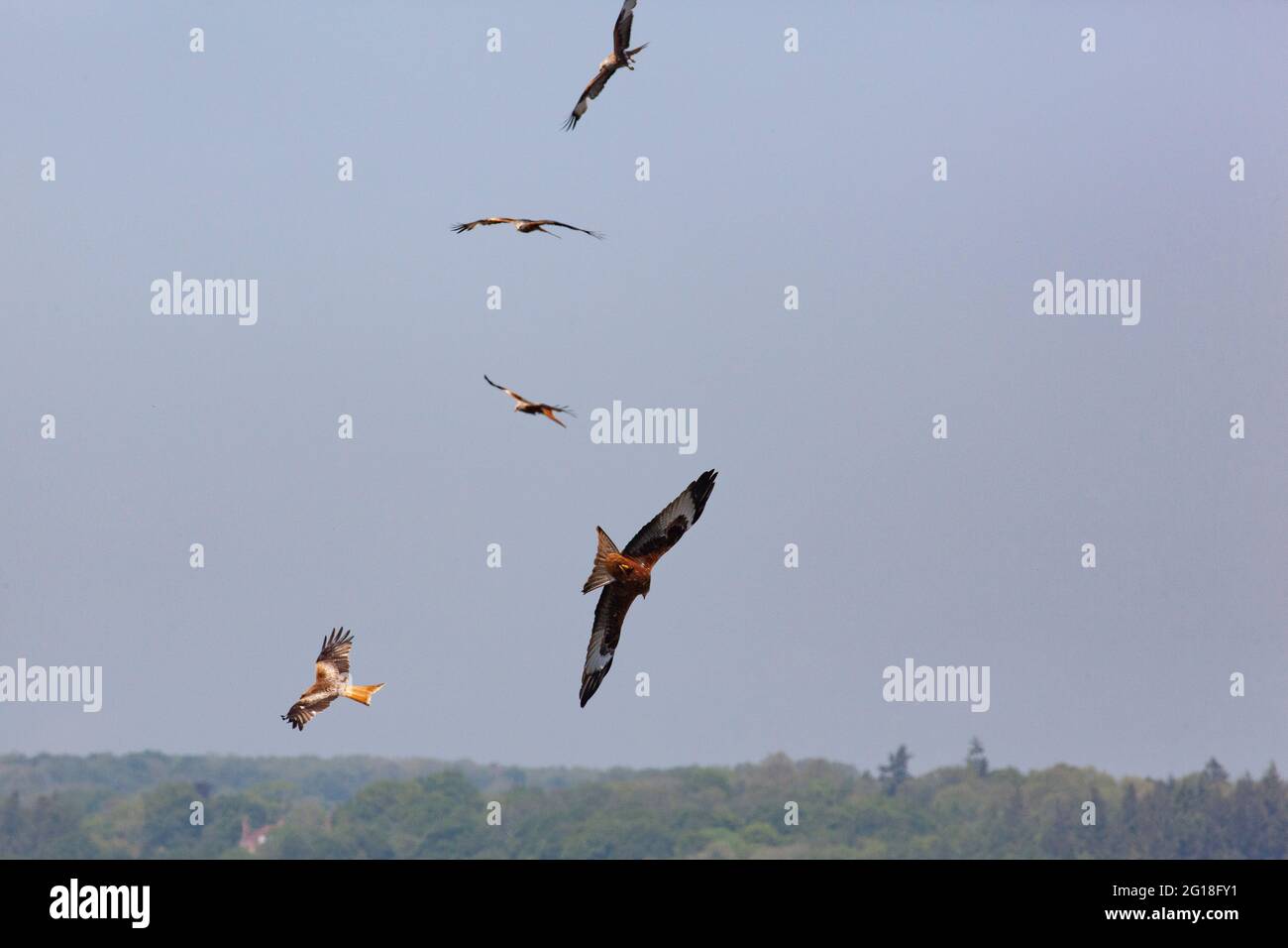 Henley-on-Thames, Oxfordshire: I aquiloni rossi sono una vista comune, girando sopra la città. Dalla loro reintroduzione nella regione nel 1989 i aquiloni hanno Foto Stock