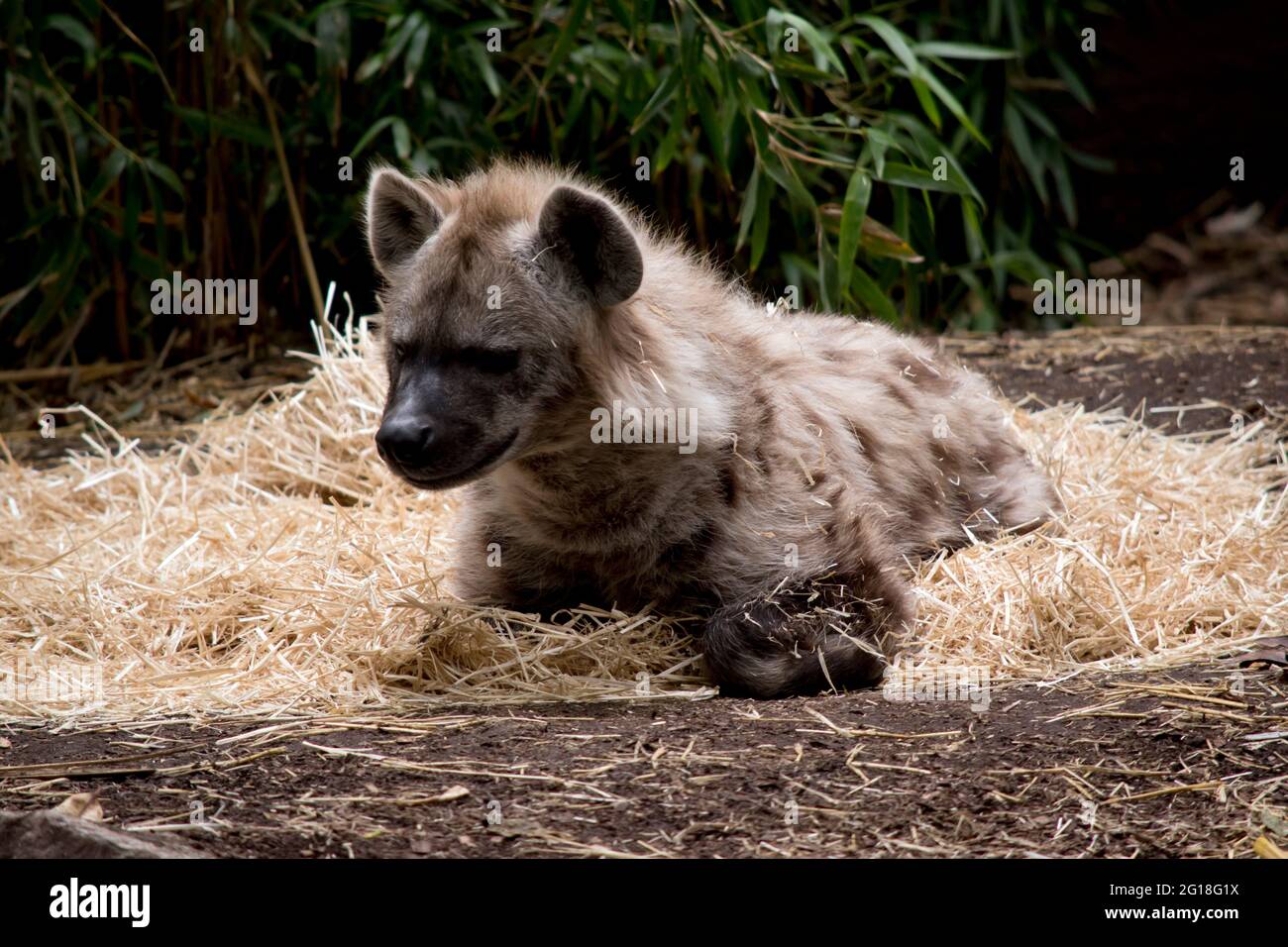 l'iena macchiata è abbronzata con macchie marroni e un naso nero Foto Stock