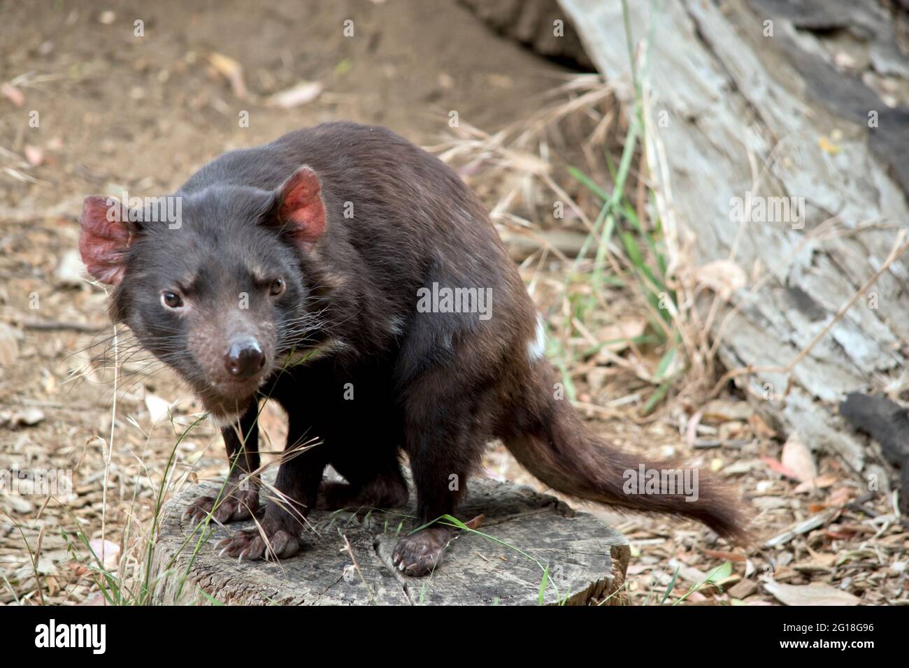 Il diavolo della Tasmania è un vizioso marsupiale nero che cammina su 4 gambe Foto Stock