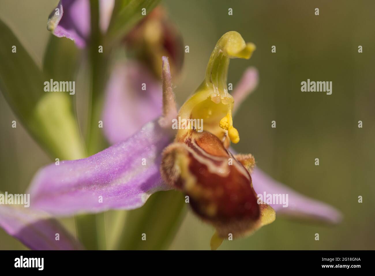 Bee orchidea, Galles, Regno Unito Foto Stock