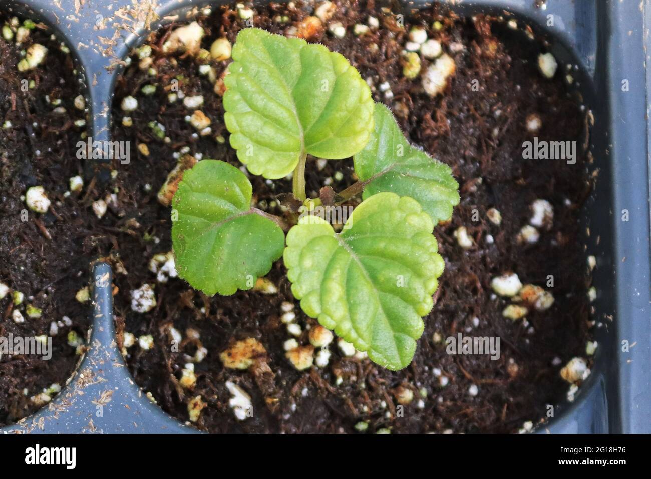 Giovani piante salvia di salvia che crescono in vassoi di base per semina Foto Stock