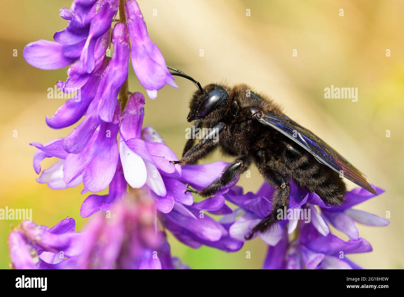 European Carpenter Bee - Xylocopa violacea comune europea specie di carpentiere ape, la più grande ape in Europa, anche nativo in Asia, rende i suoi nidi i Foto Stock