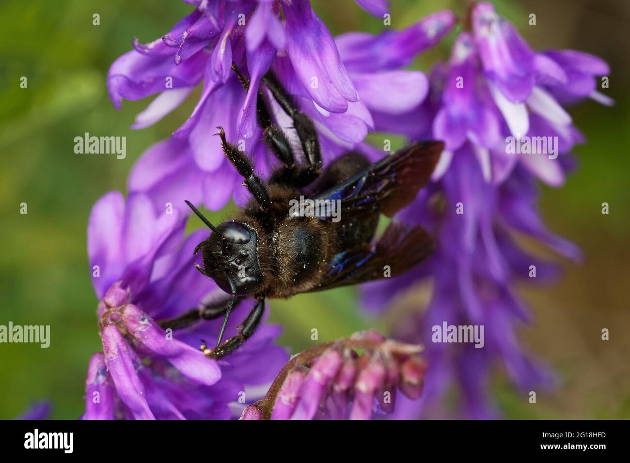 European Carpenter Bee - Xylocopa violacea comune europea specie di carpentiere ape, la più grande ape in Europa, anche nativo in Asia, rende i suoi nidi i Foto Stock