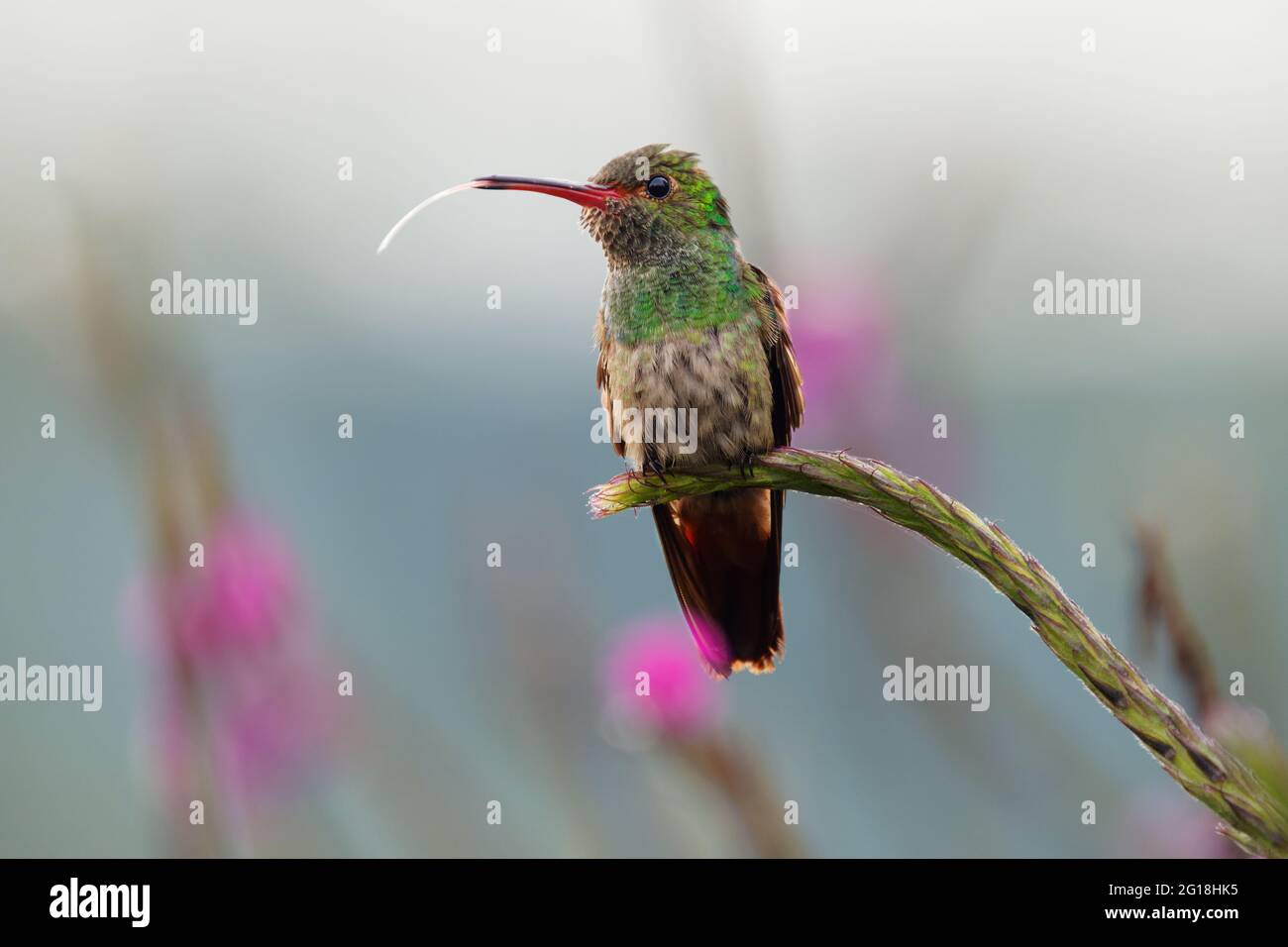 Colibrì dalla coda rufosa - Amazilia tzacatl colibrì di medie dimensioni, dal Messico, Colombia, Venezuela e Ecuador al Perù. Lingua lunga e il portamonete Foto Stock