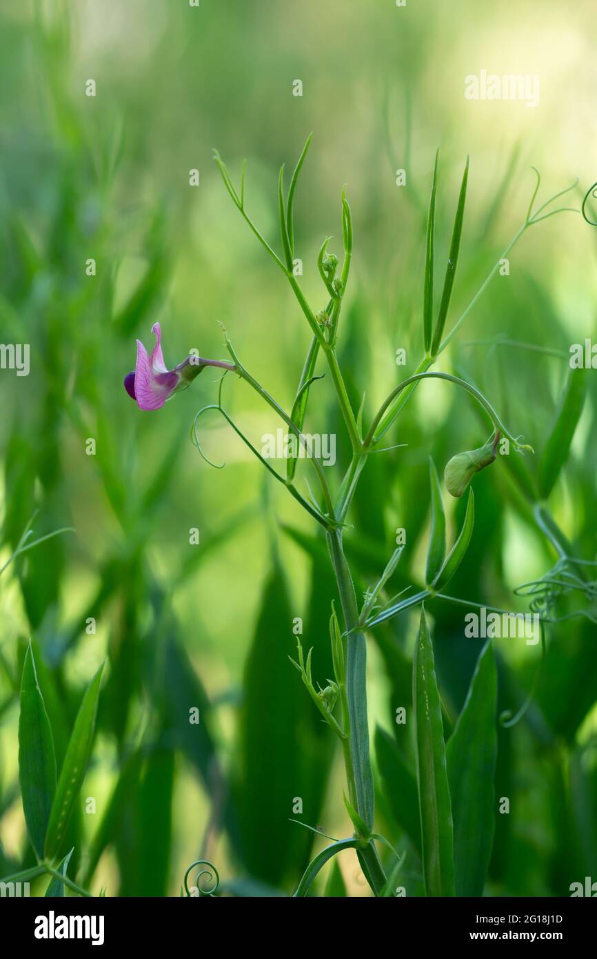Fiore, Lathyrus sylvestris Foto Stock