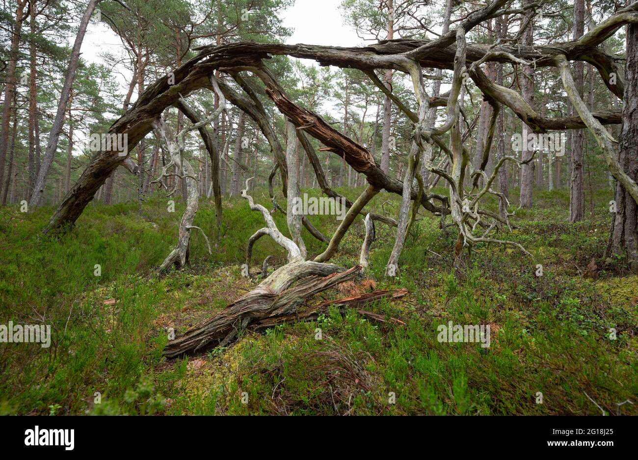Vecchio pino tra piante di erica in un parco nazionale in svezia, habitat importante per molti insetti in pericolo Foto Stock