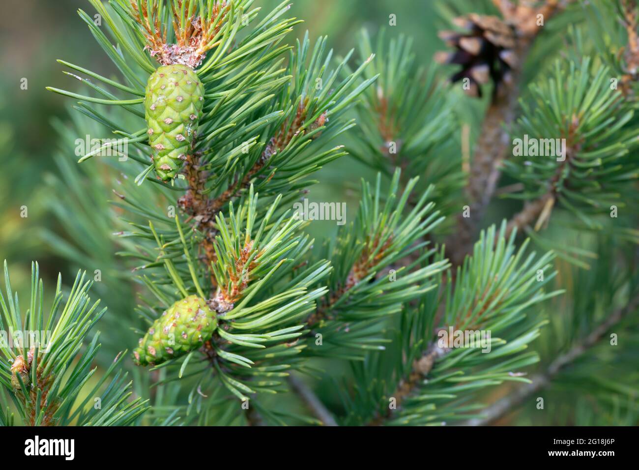 Pineconi verdi sul ramo di pino Foto Stock