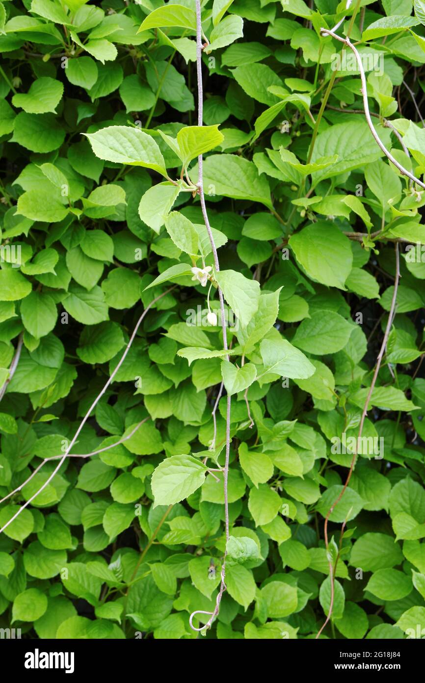 Schisandra chinensis. Viti di citronella con foglie verdi giovani. Schisandra è utilizzato in farmacologia, contiene oli essenziali utilizzati in cucina e perfusione Foto Stock