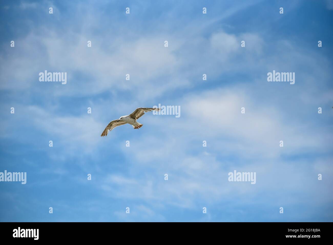 Gabbiani che volano nel cielo blu, ora estiva Foto Stock