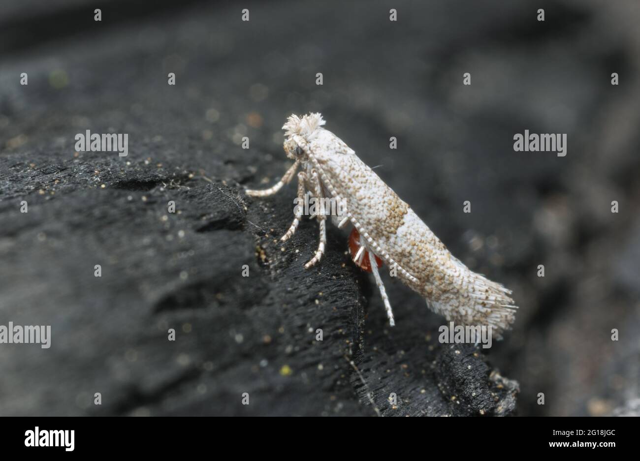 Ermie Moth, Cedestis subfasciella con parassita su legno di pino bruciato Foto Stock