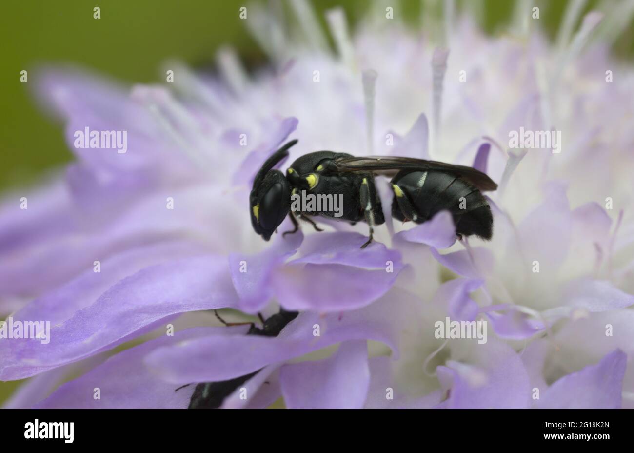 Ape di gesso, Hylaeus su campo scabious Foto Stock