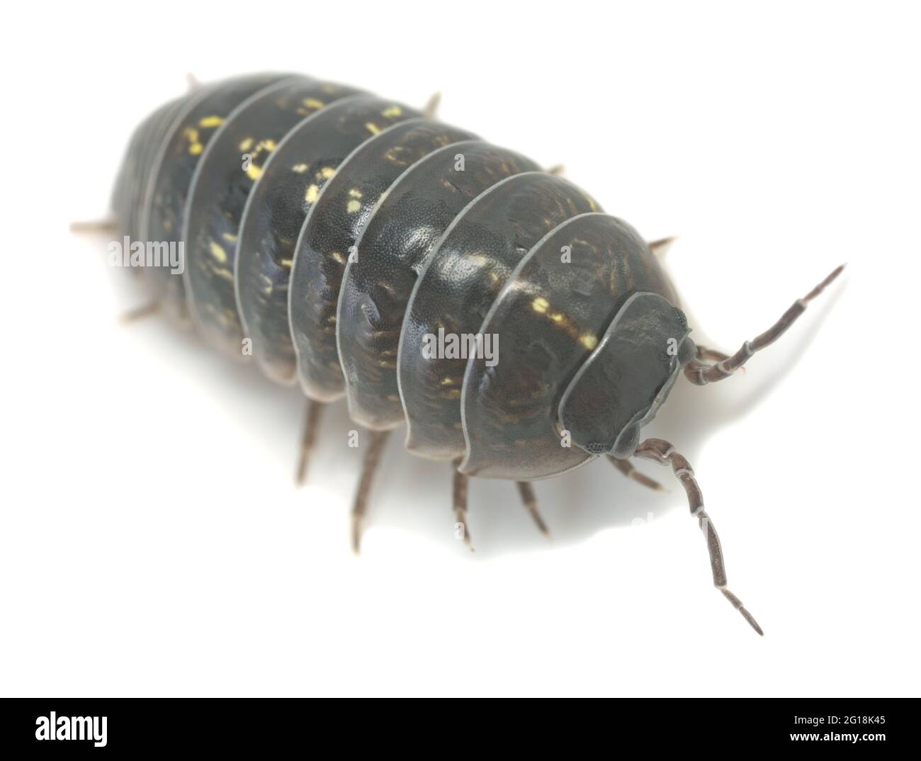 Comune bug pillola, Armadillidium vulgare isolato su sfondo bianco, macro foto Foto Stock